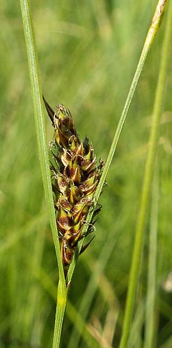 Carex lasiocarpa